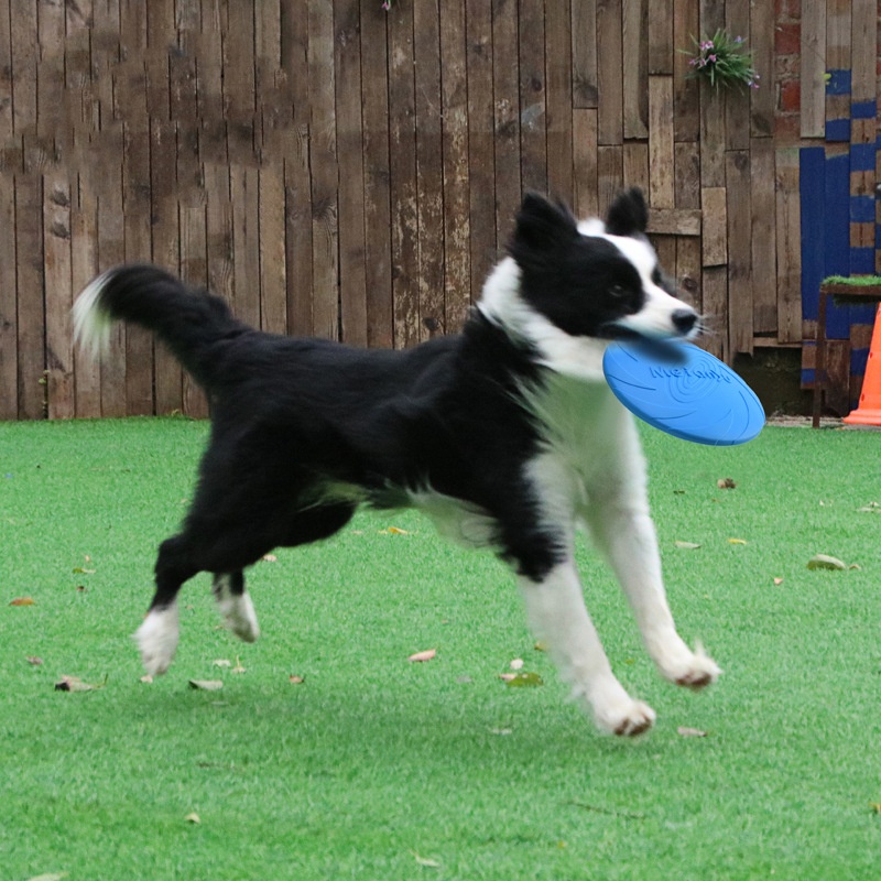 Устойчивые к укусам летающие д – обзор и цена Flying Disc Dog Training Toy