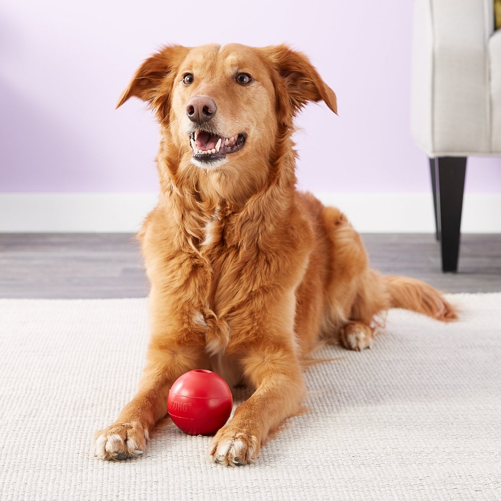 KONG Ball Игрушка для собаки M – обзор и цена Indestructible Dog Chew Toy